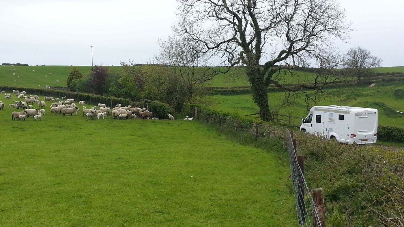 Sheep on the country roads